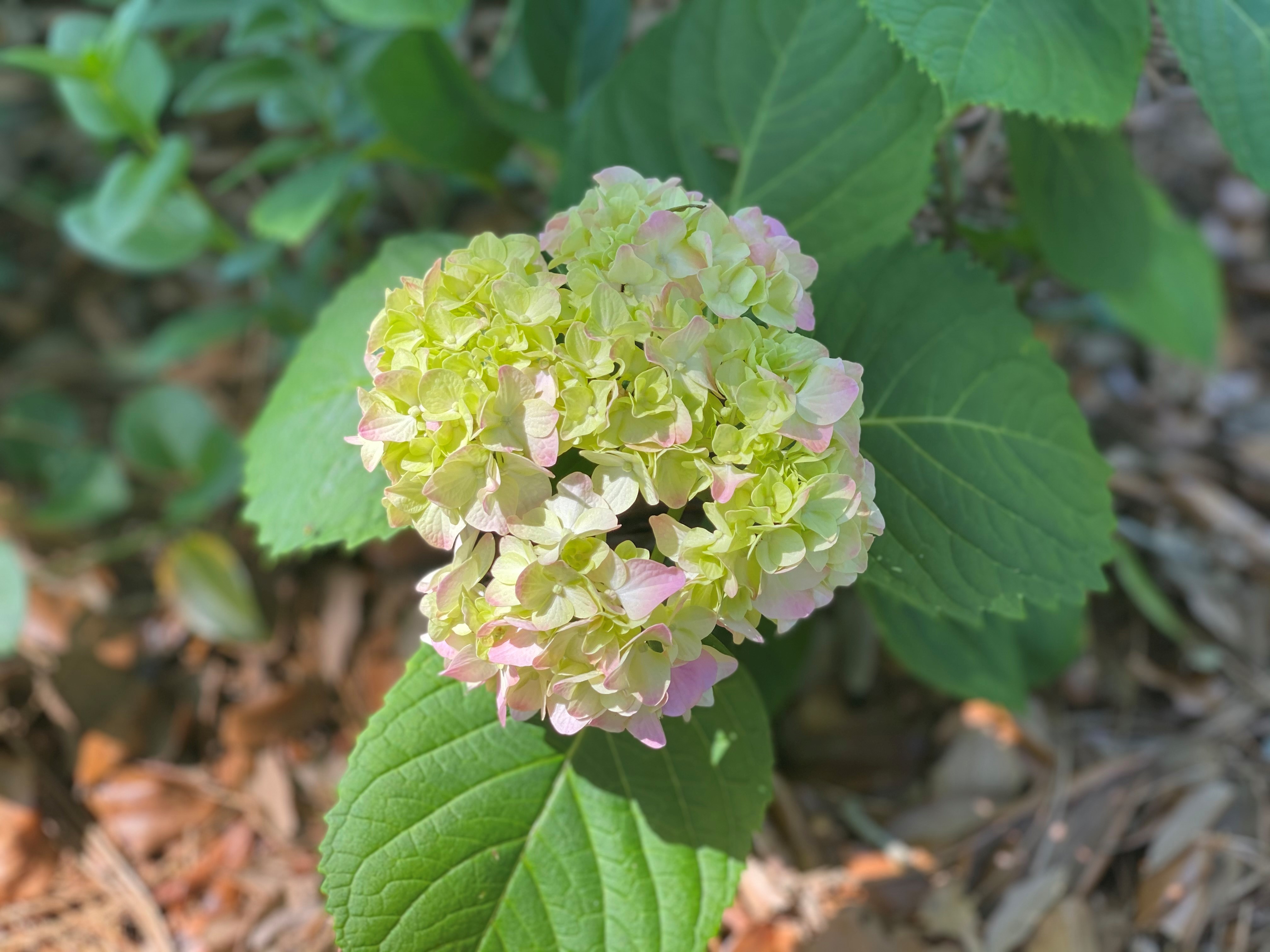 Spring brings hydrangea hype
